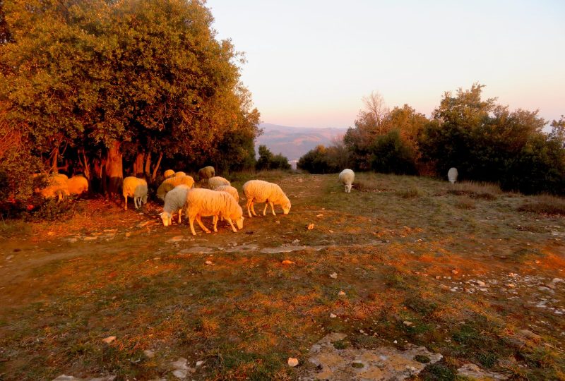 Fête de la nature – Venez « conter » les moutons aux Vitrouillères à Dieulefit - 0