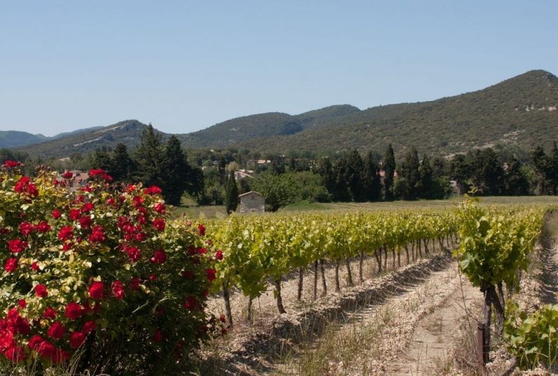 Les Vignerons de Valléon – Caveau de St Gervais sur Roubion à Saint-Gervais-sur-Roubion - 1