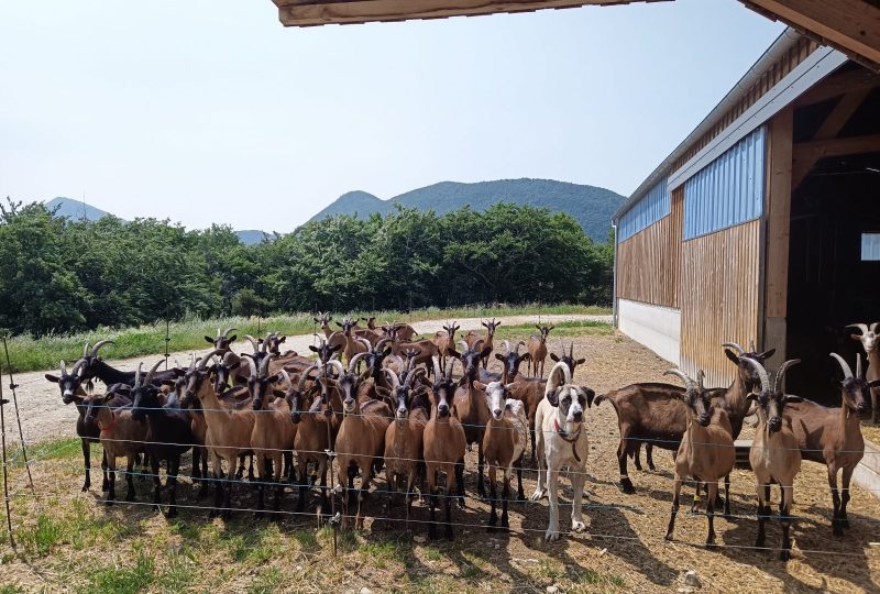 Gaec Le Chevristan à Comps - 7