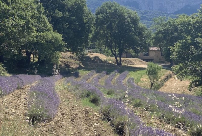 Balade découverte des plantes médicinales sur un domaine de lavande à La Bégude-de-Mazenc - 0