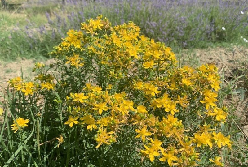 Balade découverte des plantes médicinales sur un domaine de lavande à La Bégude-de-Mazenc - 1