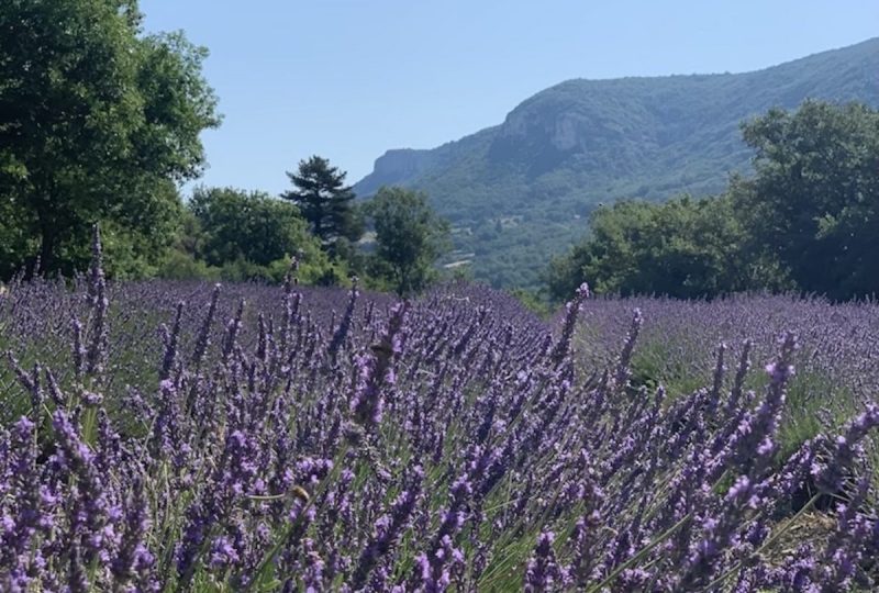 Balade découverte des plantes médicinales sur un domaine de lavande à La Bégude-de-Mazenc - 3