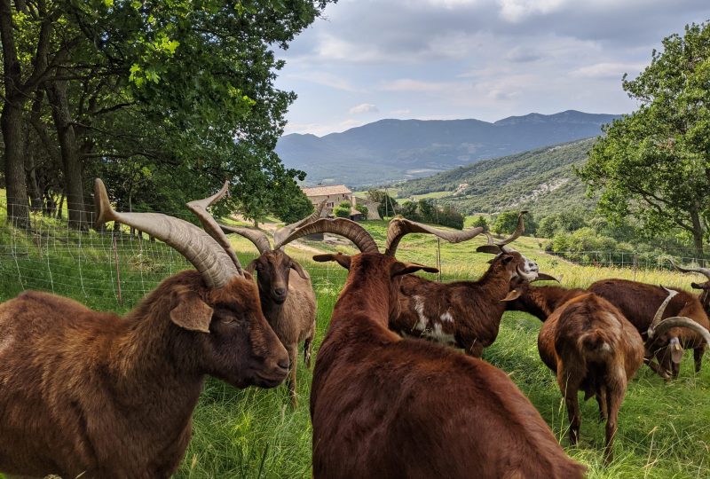 Ferme Le Grand Ubac – Le Cèdre à Roche-Saint-Secret-Béconne - 1
