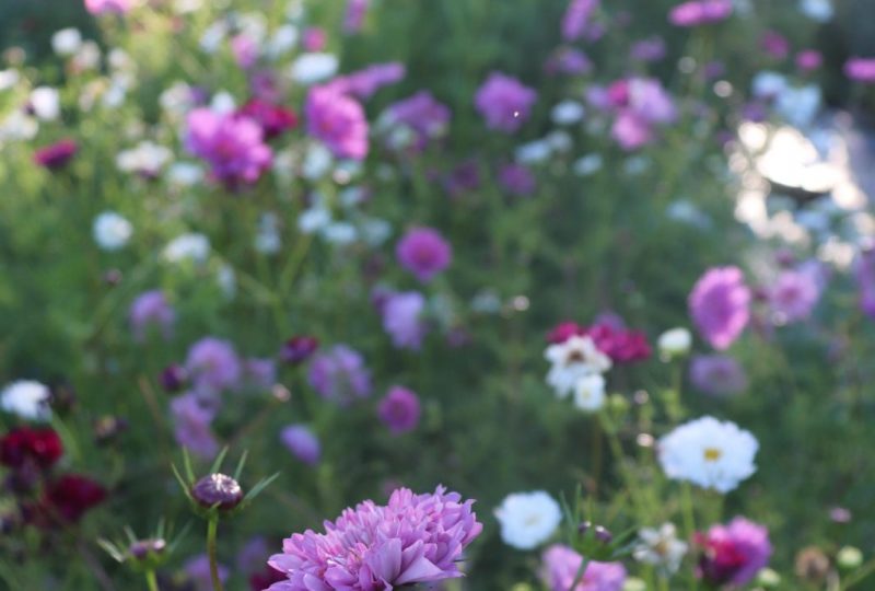 Maison Raspail – Fleurs de la Drôme à Bourdeaux - 12