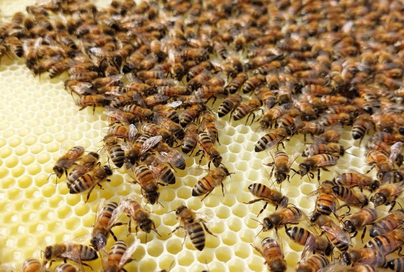 Gaec Les Ruchers de la Valdaine à Souspierre - 5