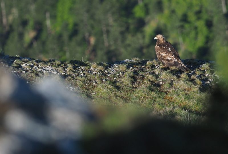 Echappée Nature : suivi scientifique des rapaces rupestres à Bouvante - 0