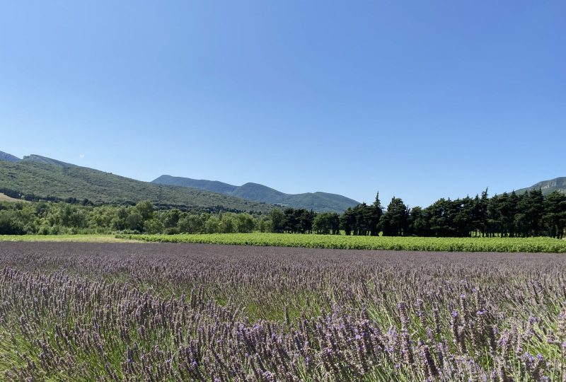 Trail 8 – Panoramique du Mont Rochas à Roche-Saint-Secret-Béconne - 0