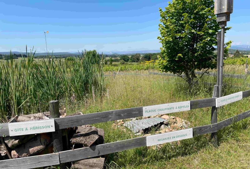 L’Hirondelle aux champs à La Bégude-de-Mazenc - 1