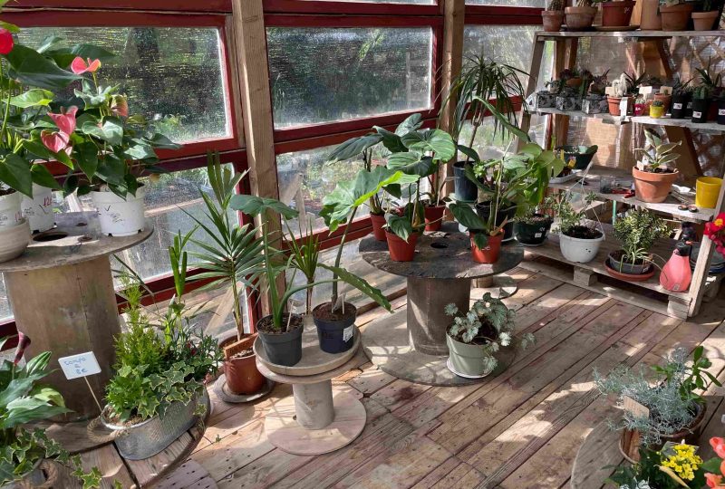 Recyclerie de plantes : la pépinière de l’Hirondelle aux champs à La Bégude-de-Mazenc - 1