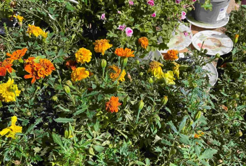 Recyclerie de plantes : la pépinière de l’Hirondelle aux champs à La Bégude-de-Mazenc - 3