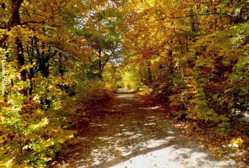 La forêt de Saint-Maurice à Dieulefit - 1