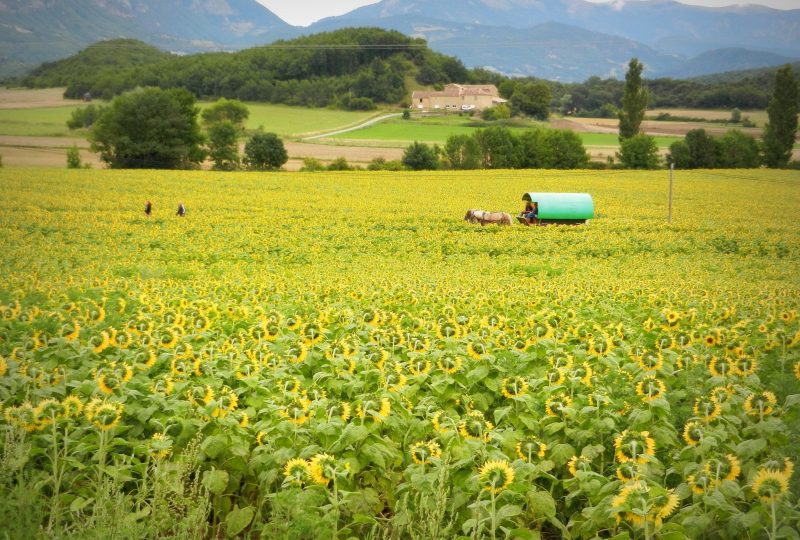 Circuit en roulotte en famille dans le pays de Dieulefit-Bourdeaux et forët de Saouu à Le Poët-Célard - 5