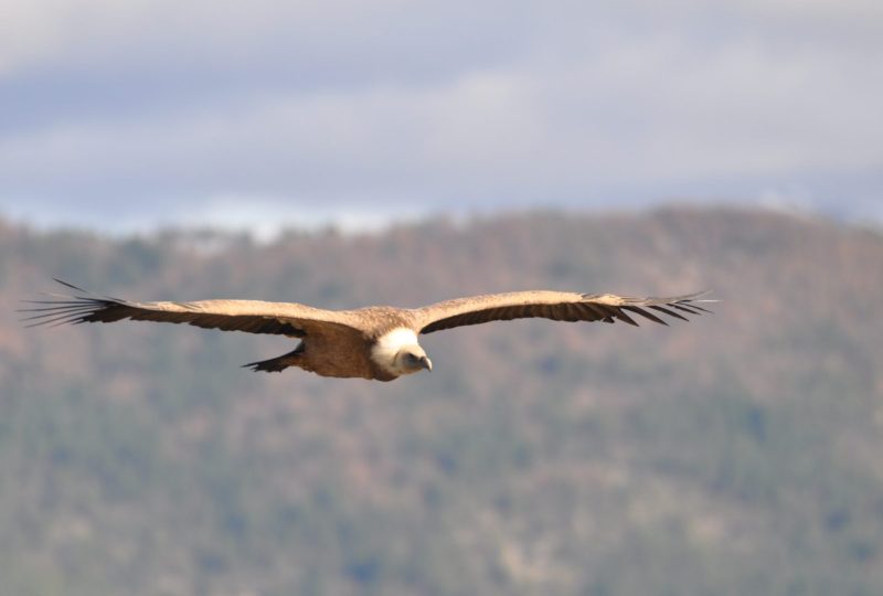 Vultures Museum à Rémuzat - 2