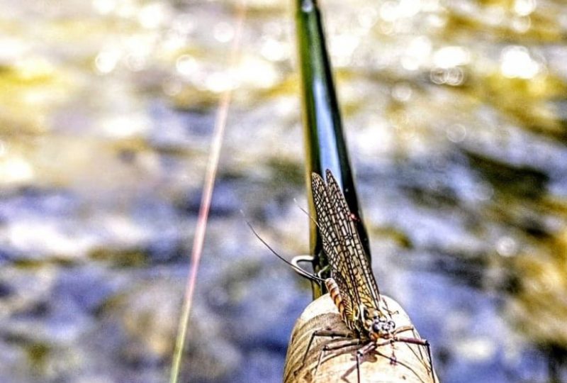 Johan Millaud guide de pêche à Le Poët-Laval - 1