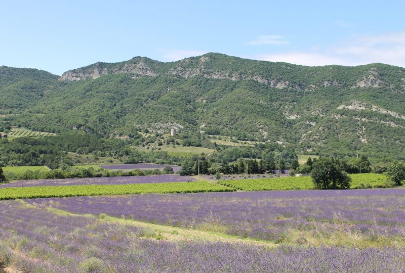 Entre Ciel et Lavande à Roche-Saint-Secret-Béconne - 13