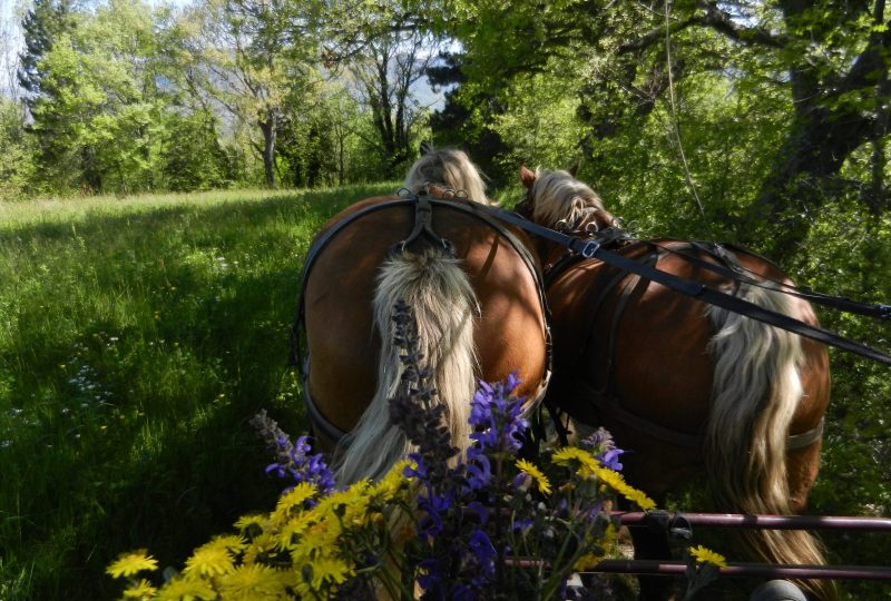 Horse drawn-carriage à Le Poët-Célard - 1