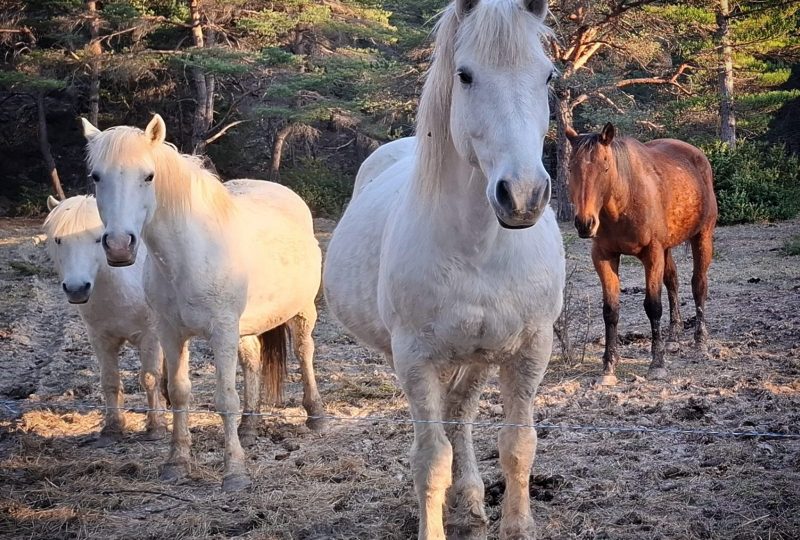 Les Chevaux du Rohan à Dieulefit - 6