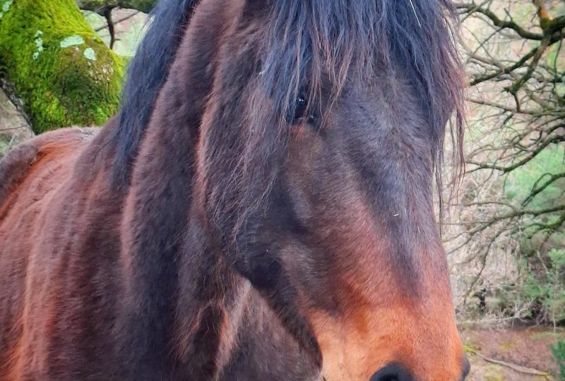 Les Chevaux du Rohan à Dieulefit - 7