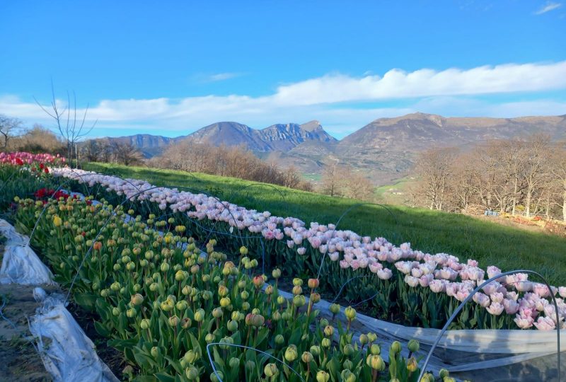 Maison Raspail – Fleurs de la Drôme à Bourdeaux - 4