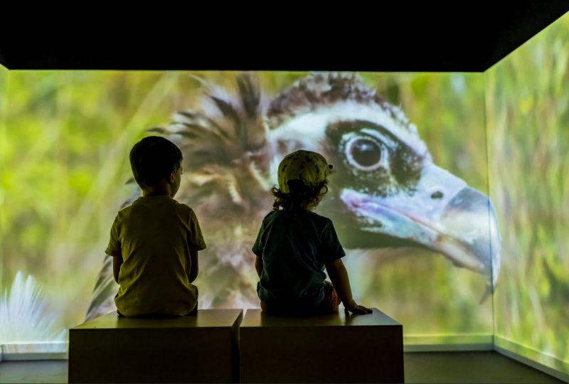 Vultures Museum à Rémuzat - 1