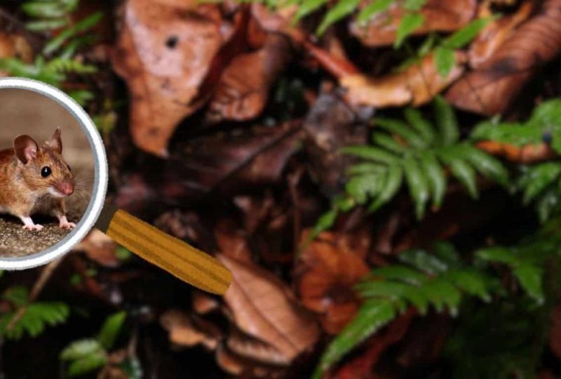 Echapée nature : Suivi des amphibiens et des reptiles sur l’ENS de Saoû à Saoû - 1
