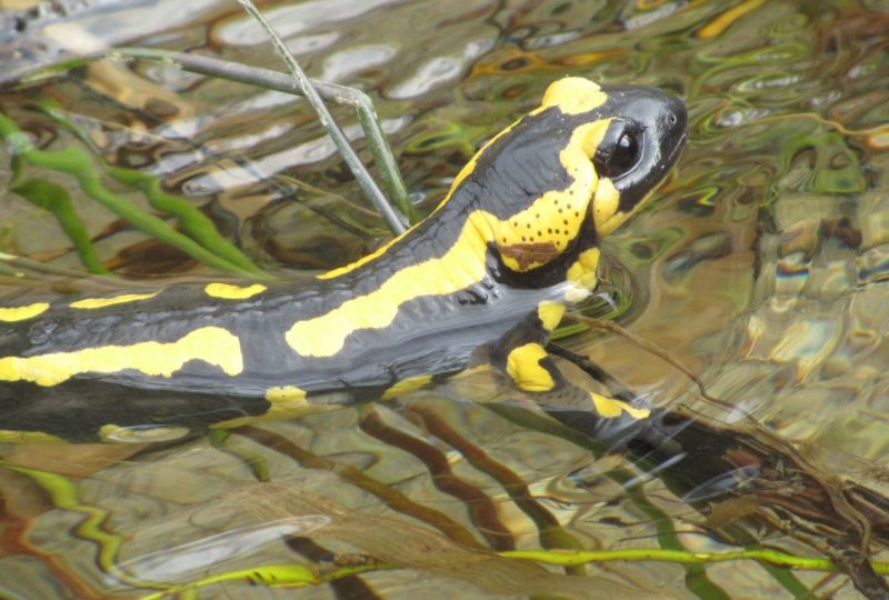 Echapée nature : Suivi des amphibiens et des reptiles sur l’ENS de Saoû à Saoû - 0