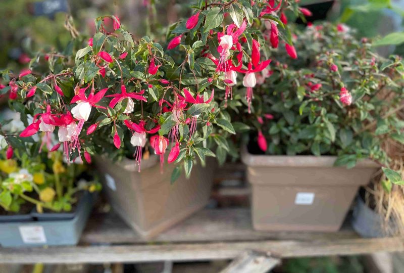 Recyclerie de plantes : la pépinière de l’Hirondelle aux champs à La Bégude-de-Mazenc - 0