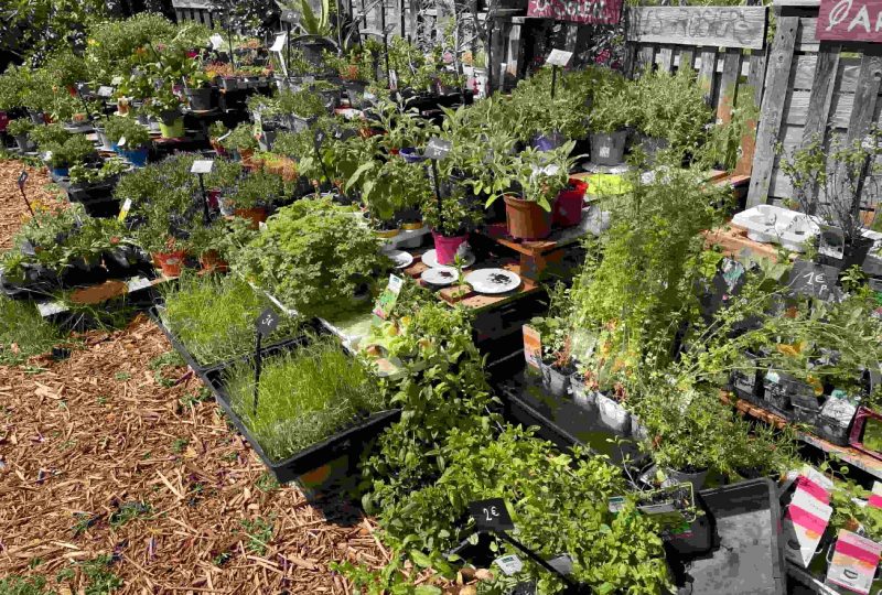 Recyclerie de plantes : la pépinière de l’Hirondelle aux champs à La Bégude-de-Mazenc - 4