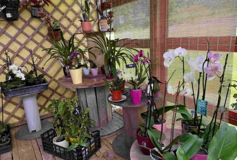 Recyclerie de plantes : la pépinière de l’Hirondelle aux champs à La Bégude-de-Mazenc - 5