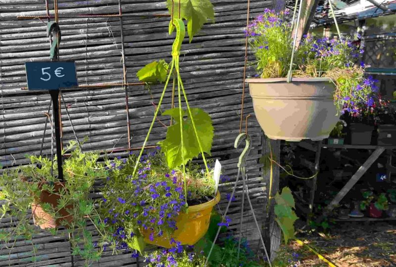 Recyclerie de plantes : la pépinière de l’Hirondelle aux champs à La Bégude-de-Mazenc - 6