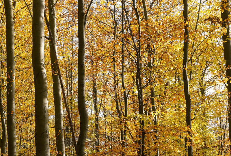 Enquête ludique : Quel est cet arbre à Saoû - 0