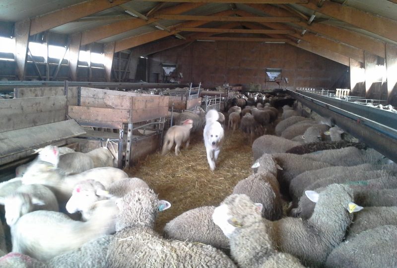 Ferme du Clos de l’Orme à Vesc - 4