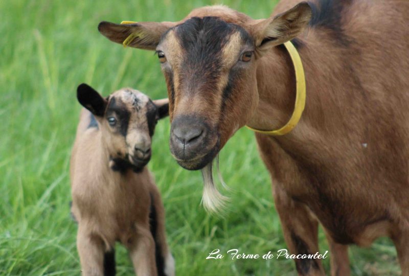 Ferme de Pracoutel à Vesc - 2