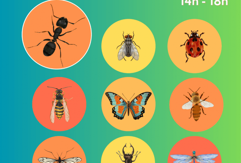 Exposition “Fourmis & cie” – Stimuli Micro-folie à Dieulefit - 0