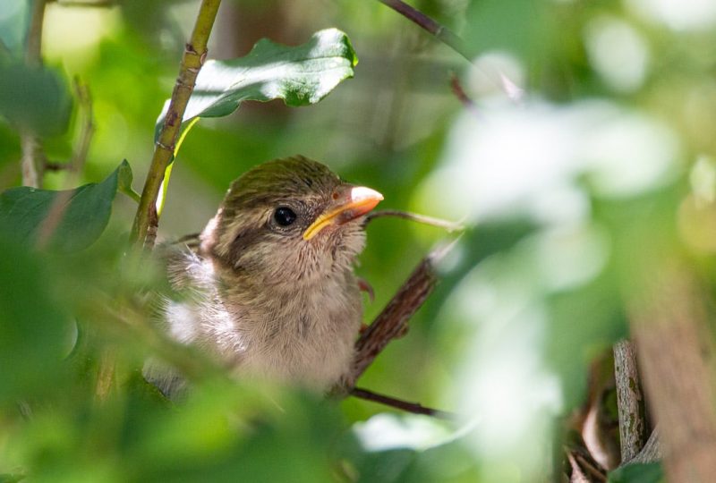 Echappées Nature en ENS – Suivi de l’avifaune nicheuse à Saoû - 0