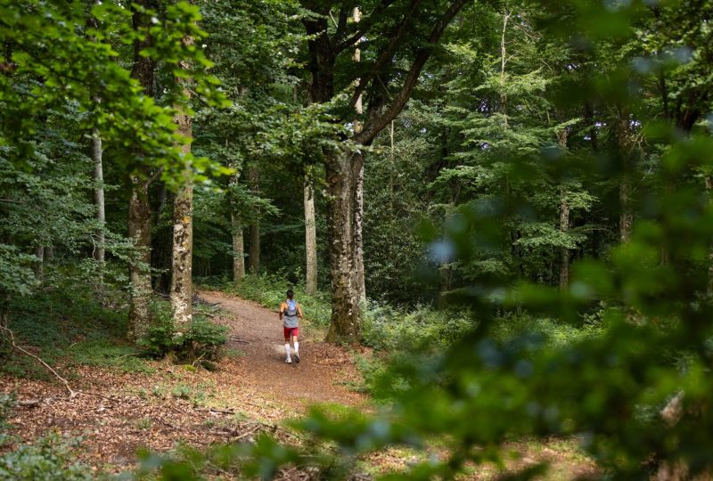 La forêt de Saint-Maurice à Dieulefit - 0