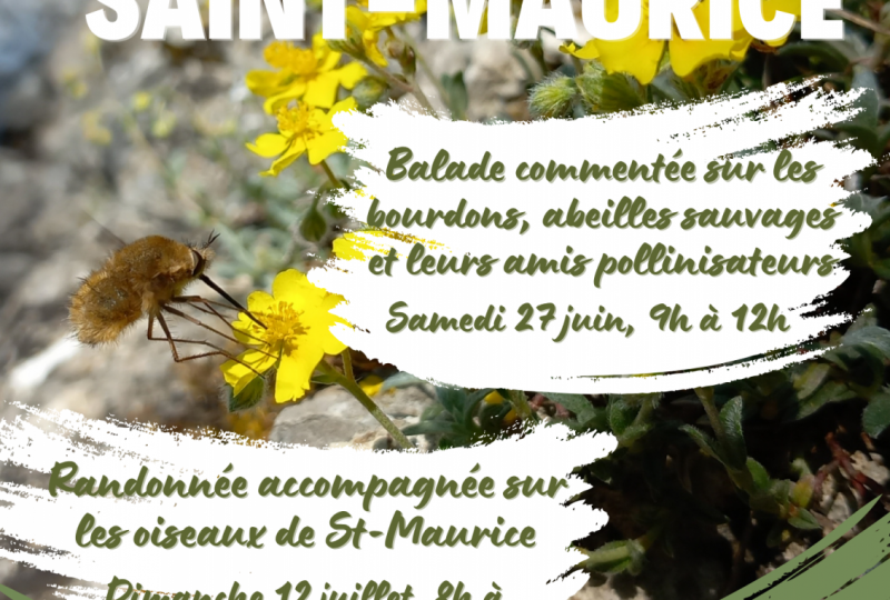 Balade commentée sur les bourdons, abeilles sauvages et leurs amis pollinisateurs à Dieulefit - 0