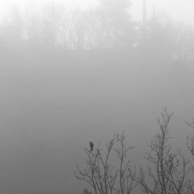 hiver - oiseau - brume -paysage - Drome