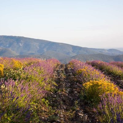 saison des Lavandes et lavandin, d'Anna Puig Rosado