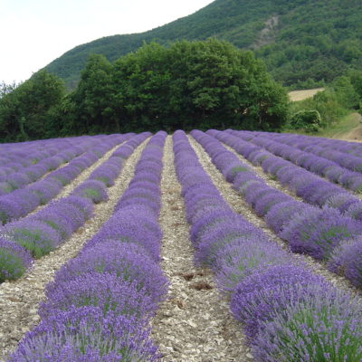 lavandes de la Drome du sud - saison