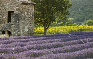 lavande -un or bleu en Drôme provençale