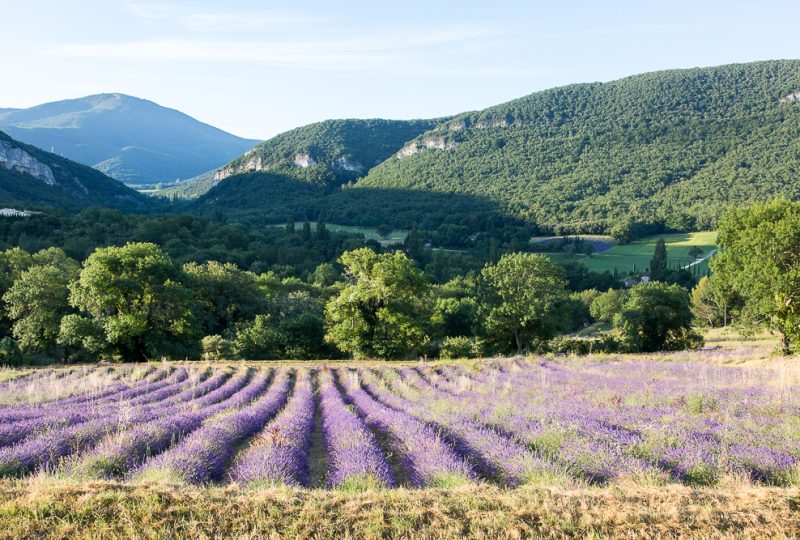 L’Essentiel de Lavande à La Bégude-de-Mazenc - 1