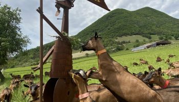 Ferme caprine Pracoutel