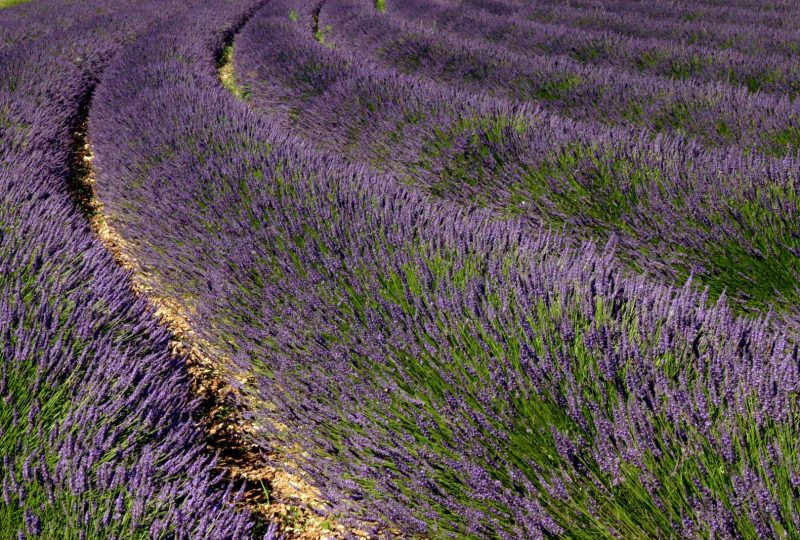 Domaine des Caminottes à Roche-Saint-Secret-Béconne - 5