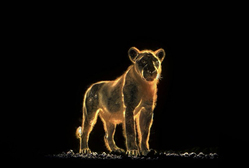 Les Nocturnes de Chauvet à Vallon-Pont-d'Arc - 1