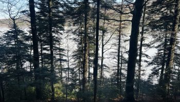 Balade Nature en Forêt de Saoû : « Plongée dans la litière forestière » par l’Auberge des Dauphins_Saoû