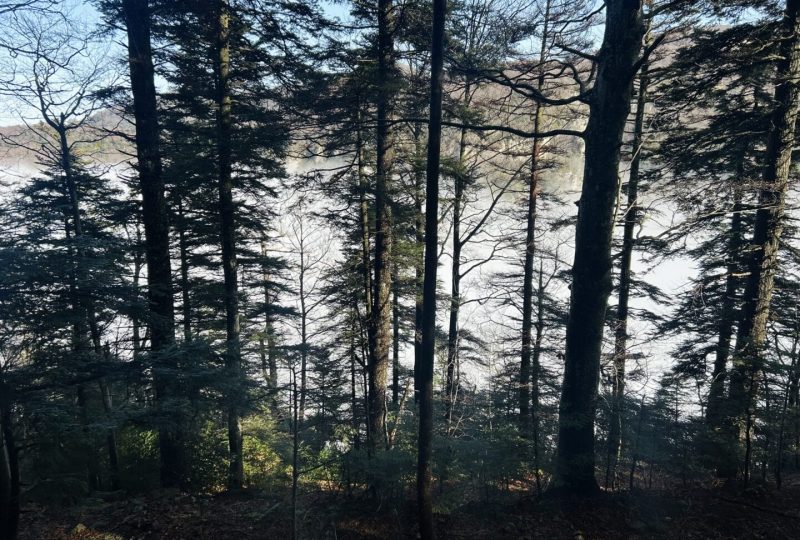 Balade Nature en Forêt de Saoû : « Plongée dans la litière forestière » par l’Auberge des Dauphins à Saoû - 0