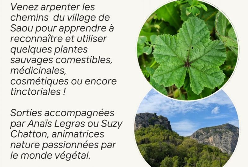 Sorties découverte Plantes et usages à Saoû - 1