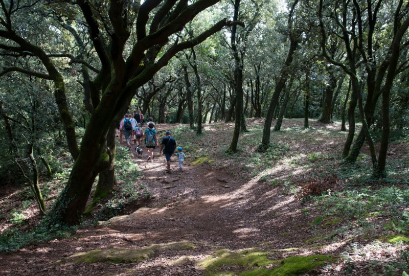 Petite histoire des végétaux du parc du château à Suze-la-Rousse - 0