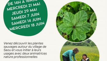 Sorties découverte Plantes et usages_Saoû